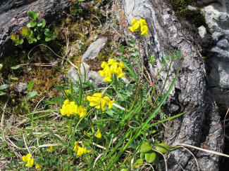 Gelb blühende Blumen am Fuß eines Baumes